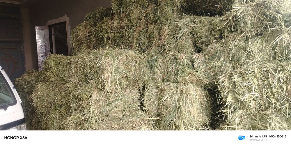 Beda sotiladi shu yilki toza õt