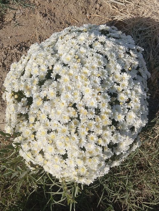 Yashil makon loyihasi uchun turli xildagi mevali manzarali daraxtlar