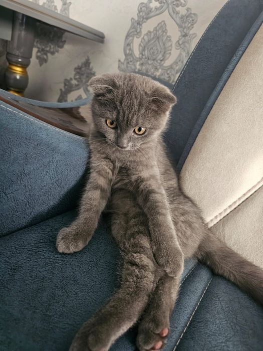 U eshagi bilan konusning ustida otirdi