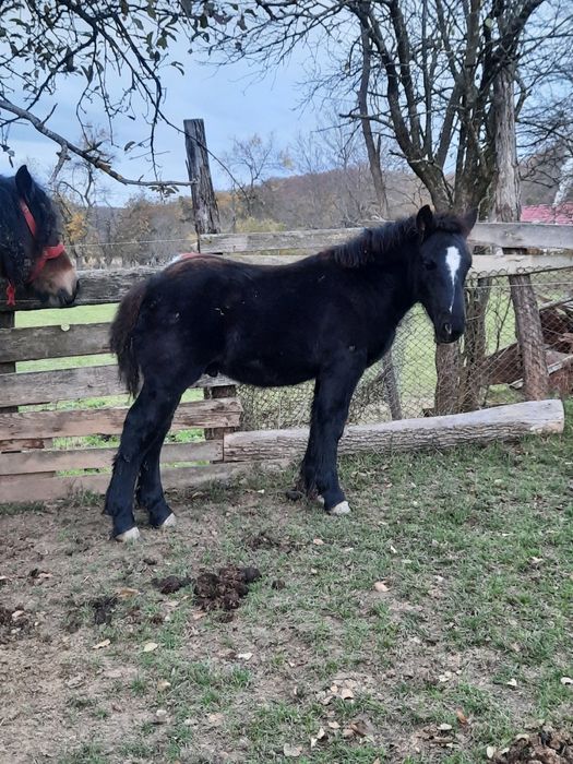 Vând mânz de 3 luni