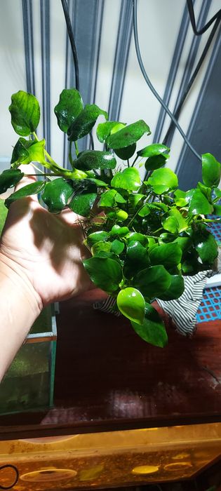 Рыбки мирные. Растения. .