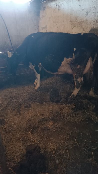 Vaca de lapte holstein