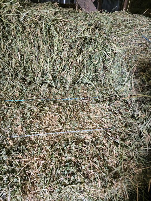 Baloți de lucernă/ Paie