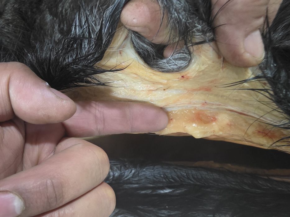 Биелер сатылады елі қазы