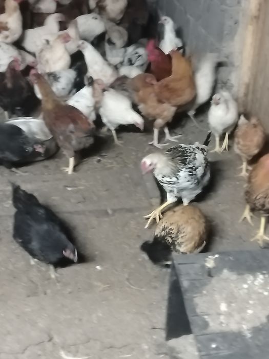 Продам домашних кур несушек этого года