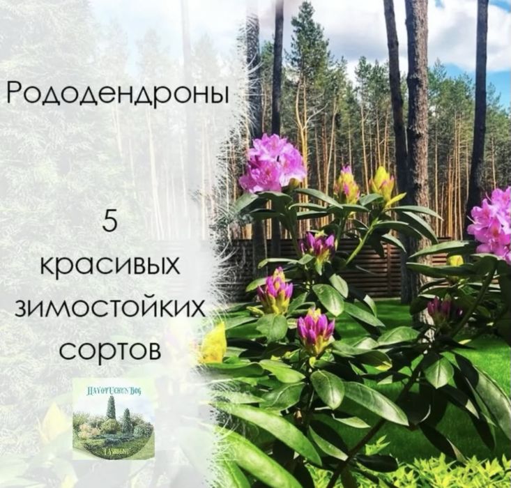 Рододендроны в продаже