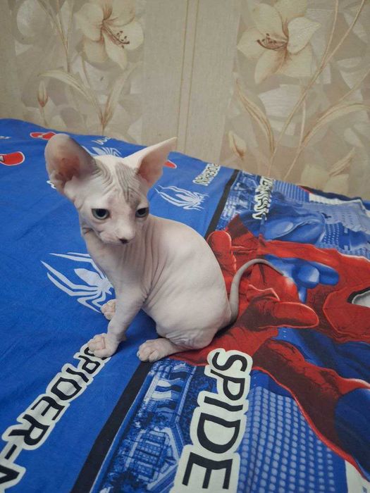 сфинкс девочка 2 месяца