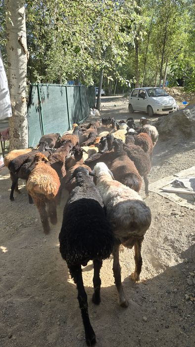 Куйлар сотилади qoʻylar sotiladi