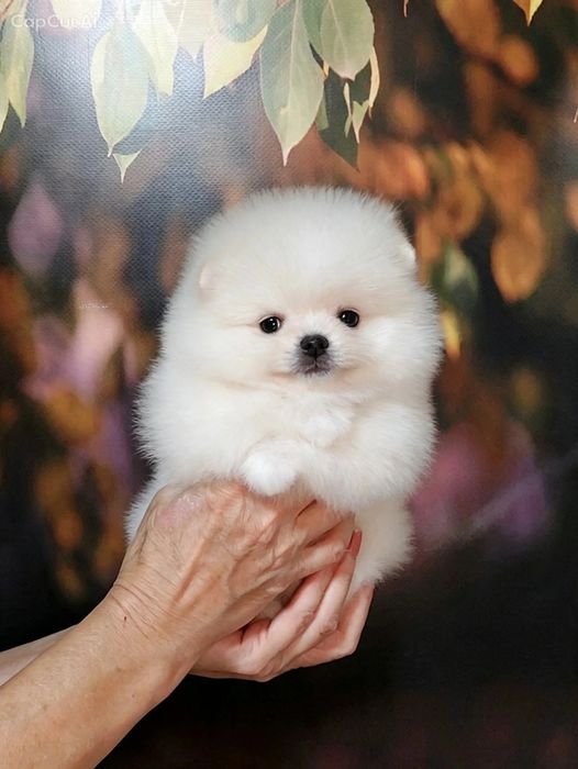 Померанский шпиц