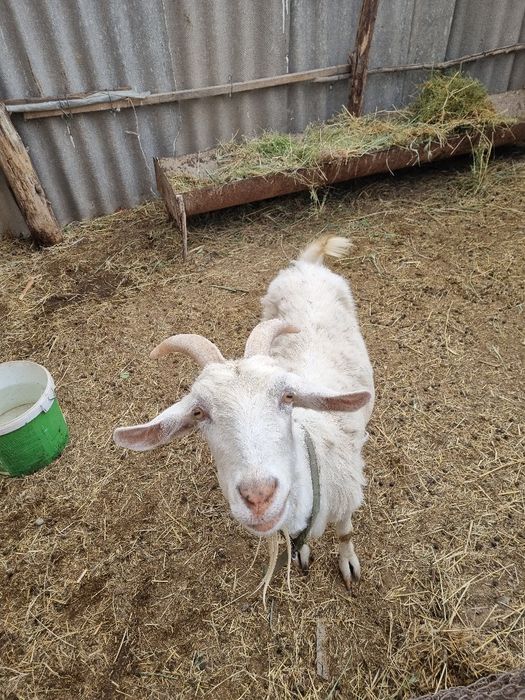 Ешкі сатылады нубинский