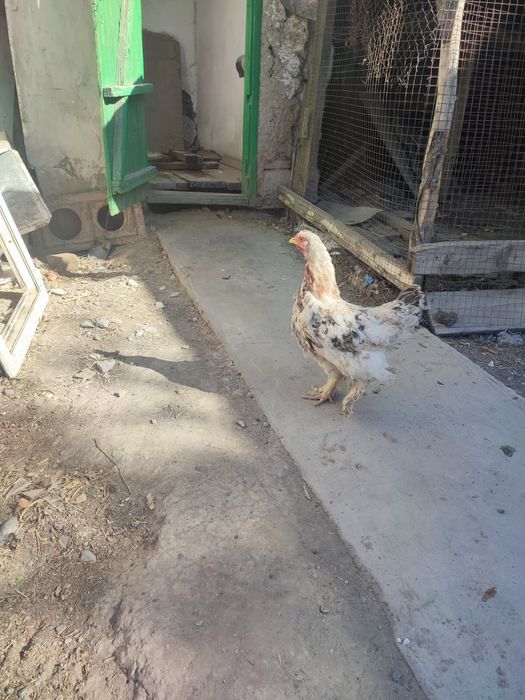 Тауық Қораз сатылады