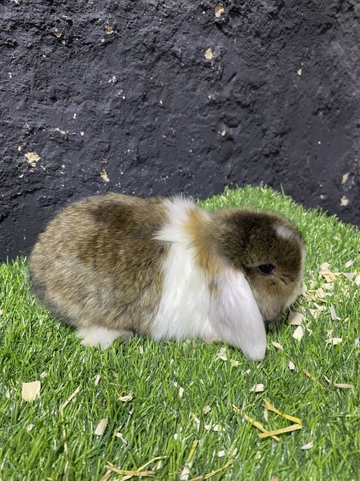 карликовые декоративные кролики