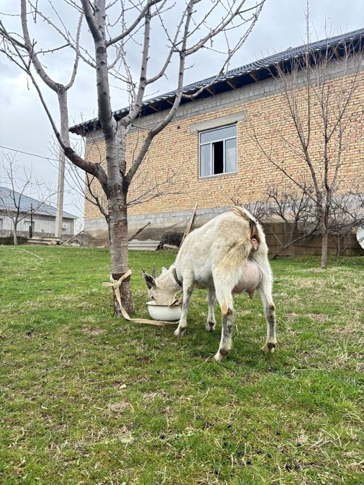 Ақ Ешкі 2 лақтарымен