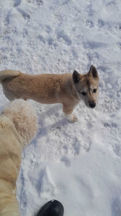 Западный сибирьский лайка