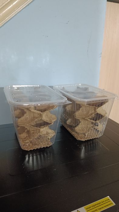 Мраморные тараканы