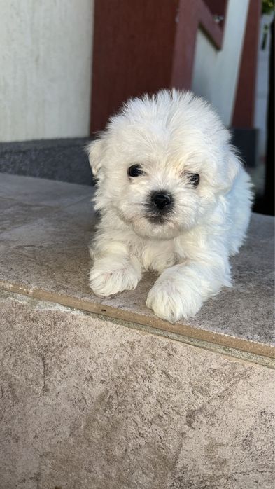 Bichon Maltez miny toi