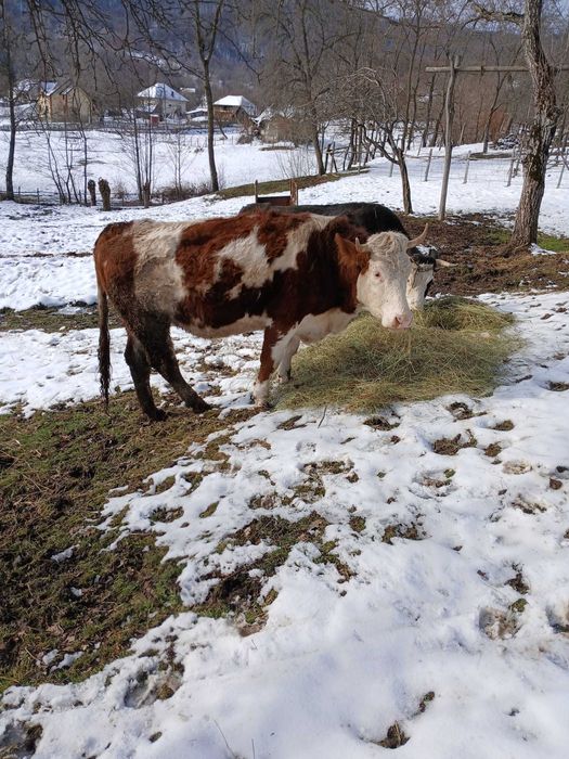 Vaci gestante de vanzare - baltata romaneasca