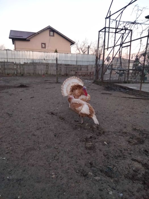 Vind curcani  si curci crescuti numai cu cereale proprii