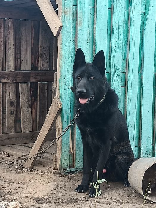 Үйдегі секс Грейворон