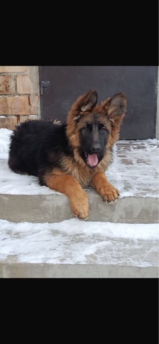 Продаю щенков немецкой овчарки