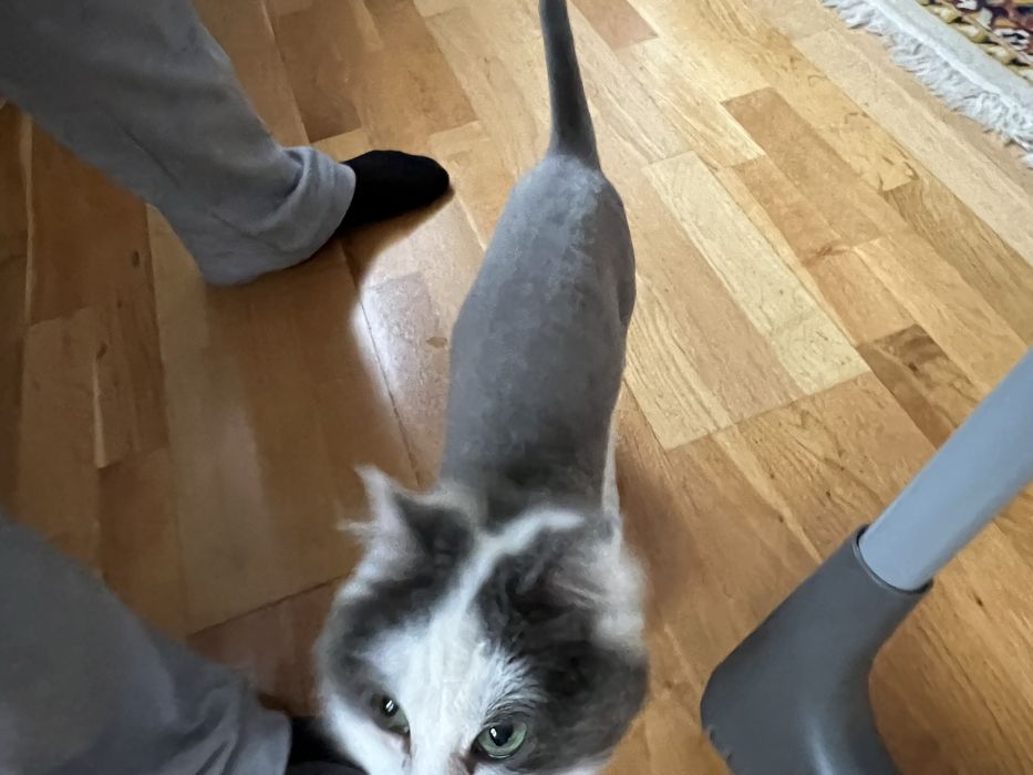 Кошку в добрые руки