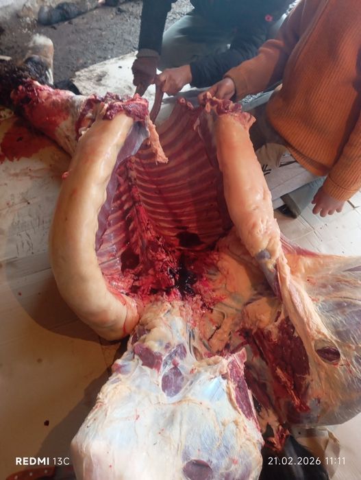 Байтал сатылады семіз 100 күн байланған семіз