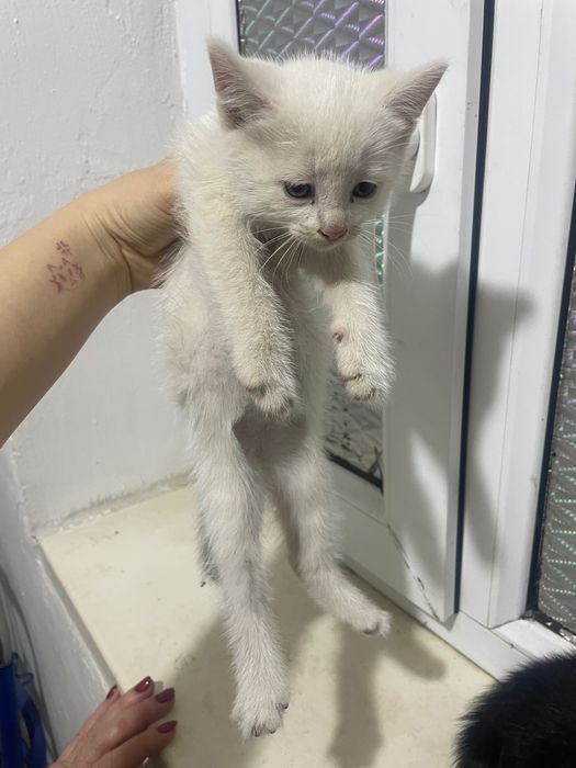 Отдам в хорошие руки кота 1 месячный