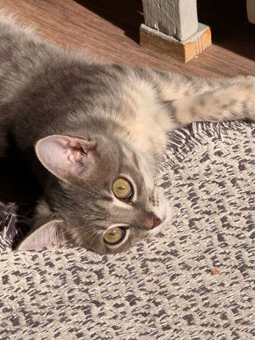 Котенку (девочка) нужен дом!