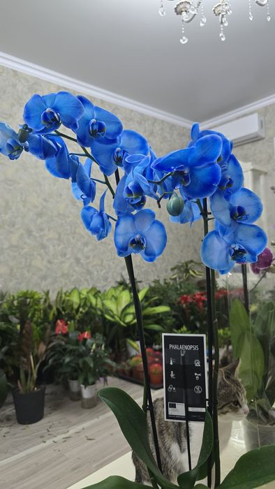 Орхидея синяя. Орхидея Фаленопсис