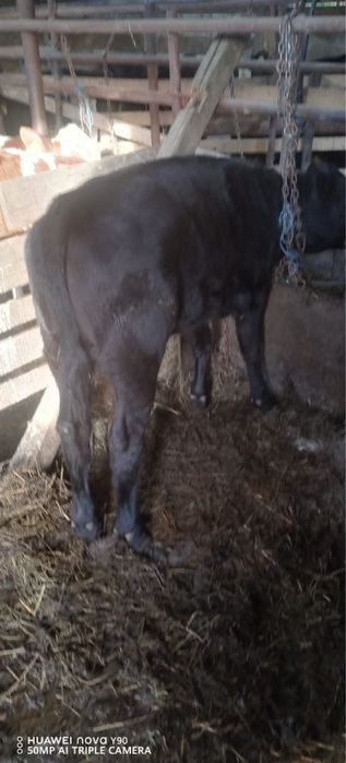 De vanzare doua vitele