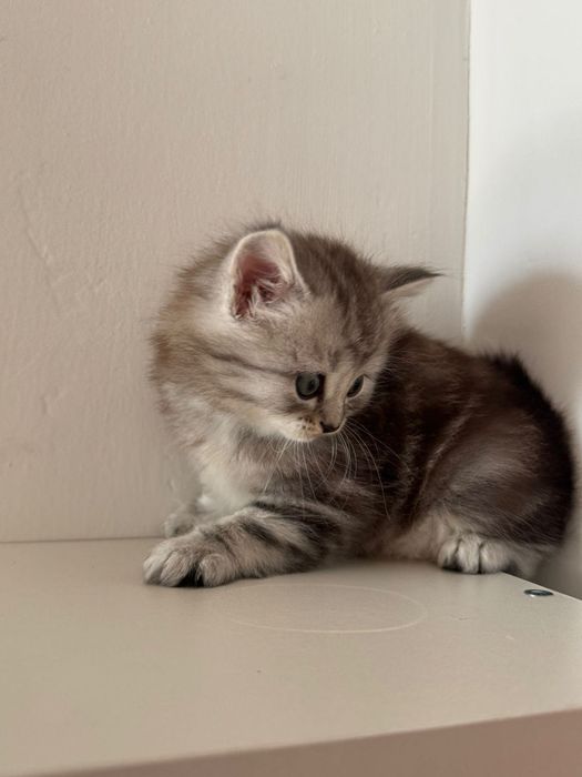 Котенок девочка в добрые руки