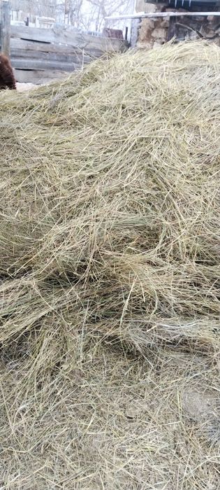Продаю сено в рулонах