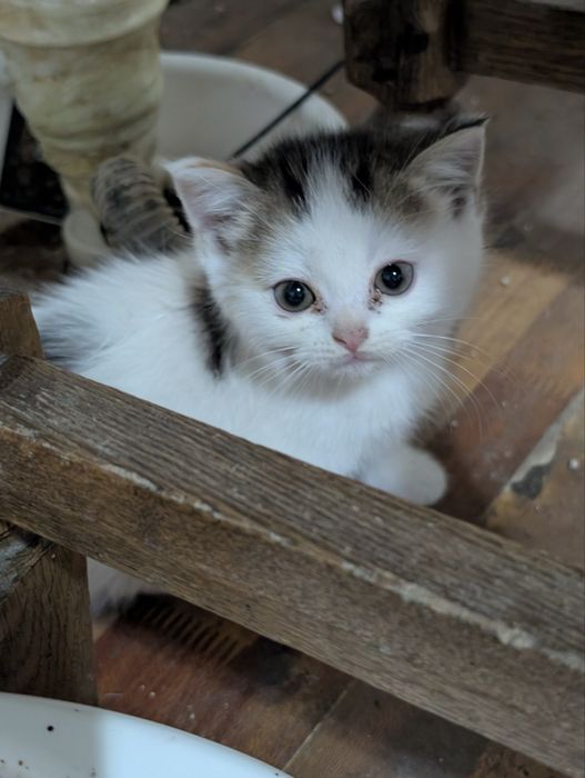 Продаются котята