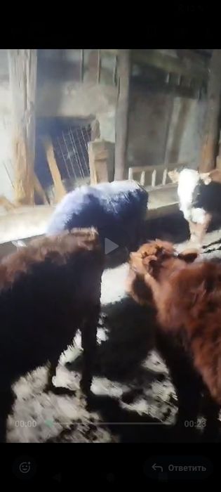 1 жасар букалар.