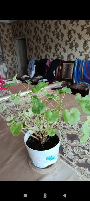 3000 тг ГҮЛДЕР бар