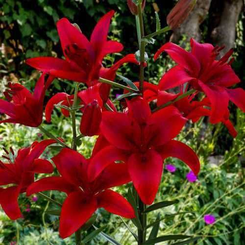 Bulbi / Rizomi de Crini Gigant Imperial , pt plantat, foarte parfumați