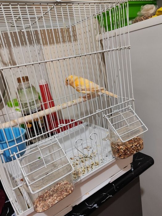 Канарейкамиз 250 минг 1дона