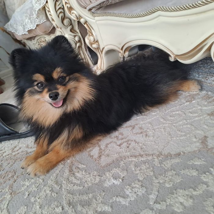 Продам Щенка мальчика шпица