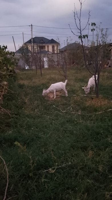 Ешкі + 2 Лағымен