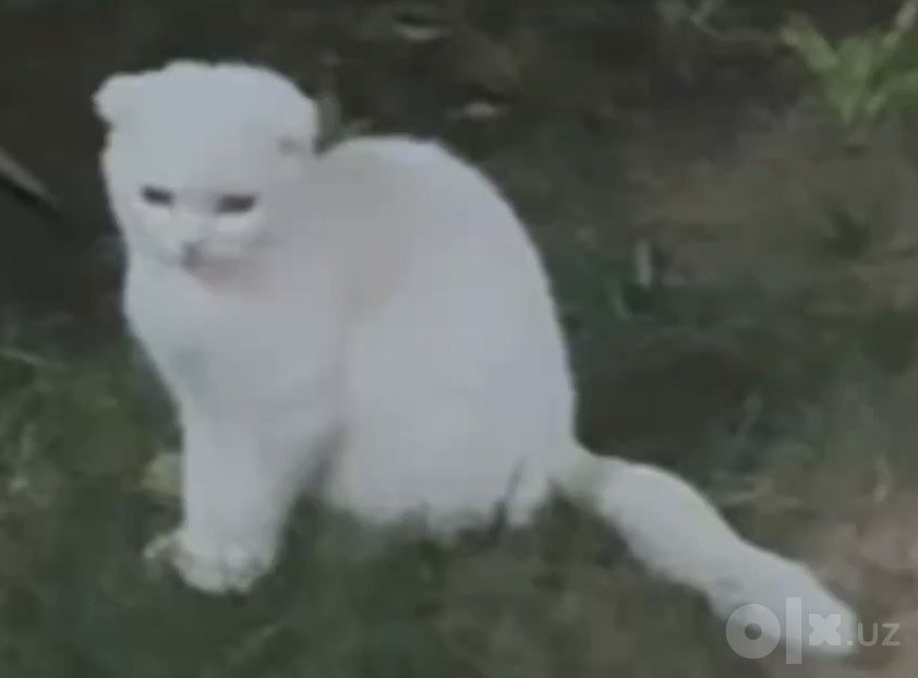 Котенок Скоттиш Фолд белого окраса
