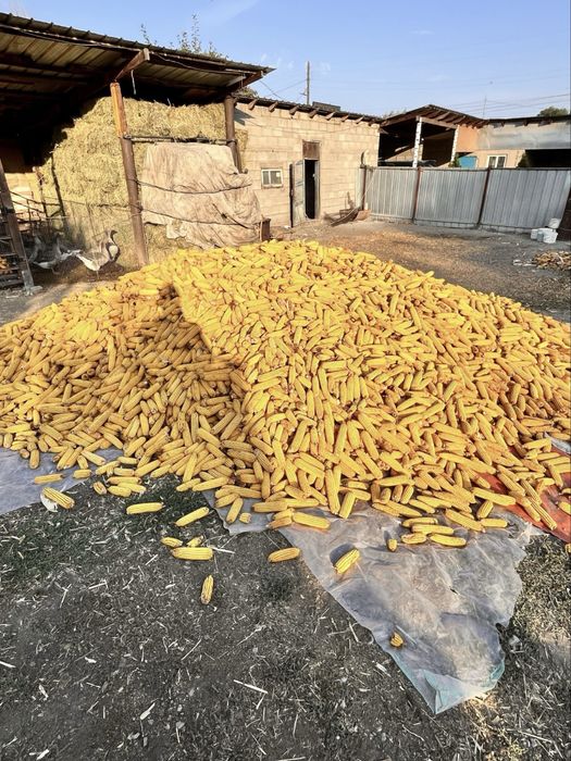 продам кукурузу