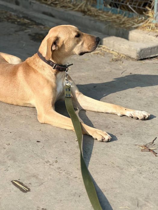 Мальчишка срочно ищет дом и семью!