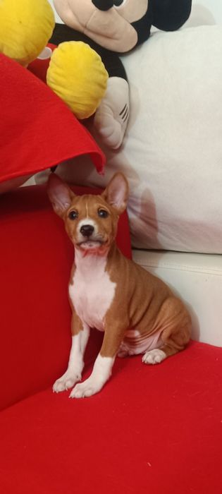 Basenji maro cu alb din părinți import, pedigree FCI