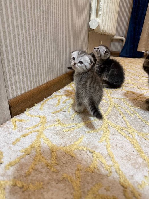 Мушукчалар сотилади