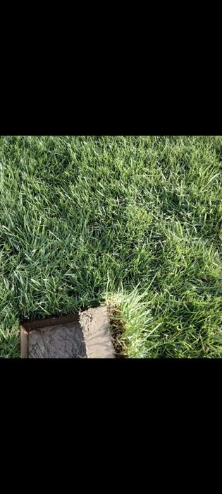 Газон рулонный жонсин виши