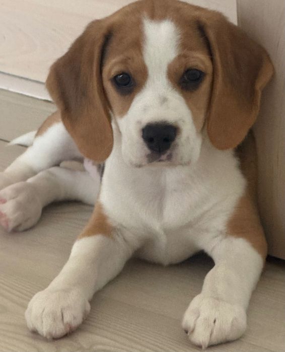 Beagle luni – ofer gratuit spre adopție, vaccinat si microcipat