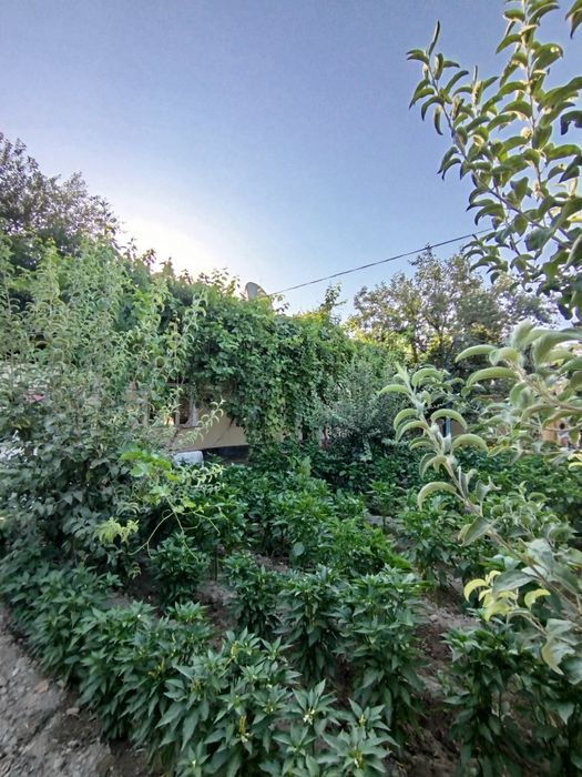 Xovli sotiladi Qibray tumani Salar shaharchasida