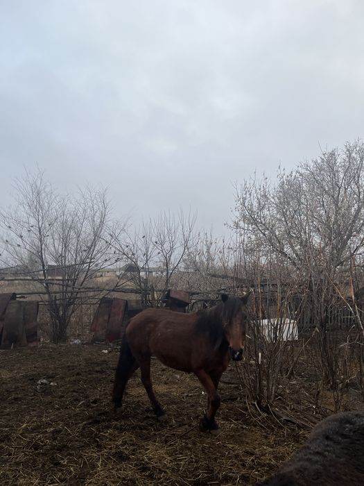 Продам кобылу, бие сатам