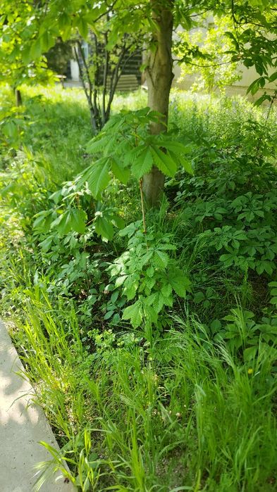 Каштан конский саженцы