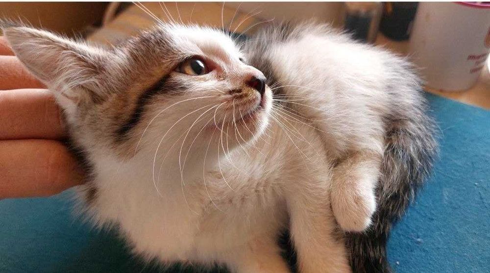 Котята в дар, ласковым хозяевам. "Черный кот ученный" и кошка "Хаски".